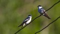 Braz 0787 White-winged Swallow