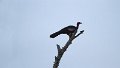 Braz 0795 Red-throated Piping-Guan