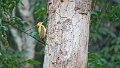 Braz 0803 Cream-colored Woodpecker f