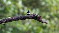 Braz 0865 White-banded Swallow