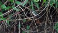 Braz 0964 Green Kingfisher f