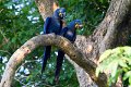 Braz 1044 Hyacinth Macaw