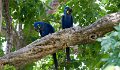 Braz 1282 Hyacinth Macaw