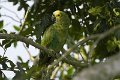 Braz 1429 Blue-fronted Parrot