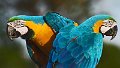 Braz 1437 Blue and Yellow Macaw