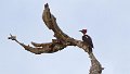 Braz 1449 Lineated Woodpecker
