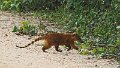 Braz 1677 Ring-tailed Coati
