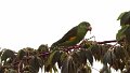 Braz 1798 Yellow-chevroned Parakeet