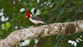 Braz 1825 Red-crested Cardinal