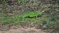 Braz 1940 Green Iguana