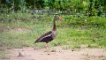 Braz 2050 Black-bellied whisteling duck