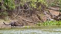 Braz 2159 Giant River Otter