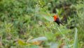 Braz 2255 Scarlet-Headed Blackbird