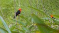 Braz 2264 Scarlet-Headed Blackbird