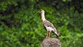 Braz 2279 Buff-necked Ibis