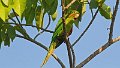 Braz 2284 White-eyed Parakeet