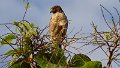 Braz 2294 Roadside Hawk