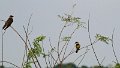 Braz 2328 Rusty Collared Seedeater