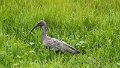 Braz 2335 Plumbeous Ibis