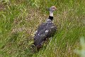 Braz 2345 Southern Screamer