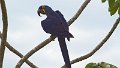 Braz 2348 Hyacinth Macaw