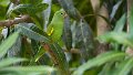 Braz 2362 Yellow-chevroned Parakeet