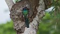 Braz 2368 Blue Crowned Trogon