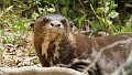 Braz 2396 Giant River Otter