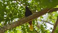 Braz 2405 Crested Oropendola