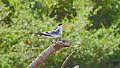 Braz 2409 Large billed Tern