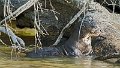 Braz 2413 Giant River Otter