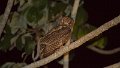 Braz 2420 Great Horned Owl