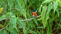 Braz 2429 American Pygmy Kingfisher