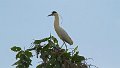 Braz 2434 Capped Heron