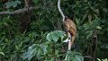 Braz 2454 Brown Capuchin