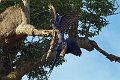 Braz 2486 Hyacinth Macaw