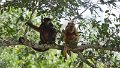 Braz 2530 Black and Gold Howler Monkey