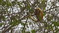 Braz 2551 Black and Gold Howler Monkey