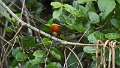 Braz 2556 American Pygmy Kingfisher