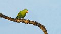 Braz 2570 Yellow-chevroned Parakeet