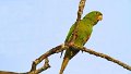 Braz 2573 White-eyed Parakeet