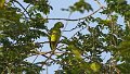 Braz 2574 Yellow-crowned Parrot