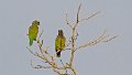 Braz 2581 Mealy Parrot