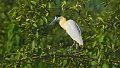 Braz 2585 Capped Heron