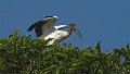 Braz 2588 American Woodstork