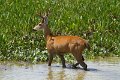 Braz 2604 Marsh Deer