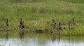 Braz 2614 Whistling Ducks