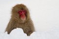 Japan 3061 Snow Monkeys