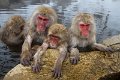 Japan 3119 Snow Monkeys