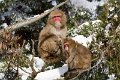 Japan 3215 Snow Monkeys
